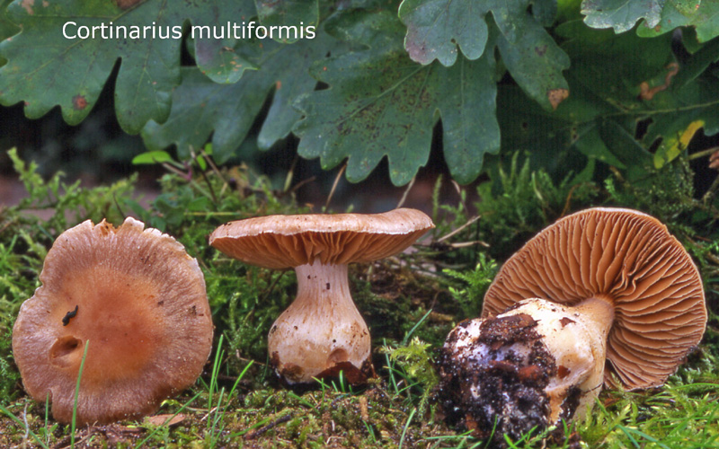 Cortinarius multiformis-amf657.jpg - Cortinarius multiformis ; Syn: Phlegmacium multiforme ; Nom français: Cortinaire multiforme